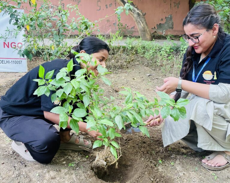 plantation